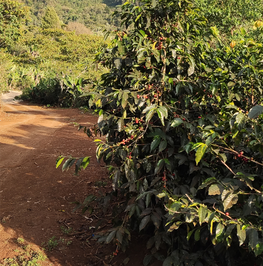 Guatemala Concepción El Sendero - Image 3